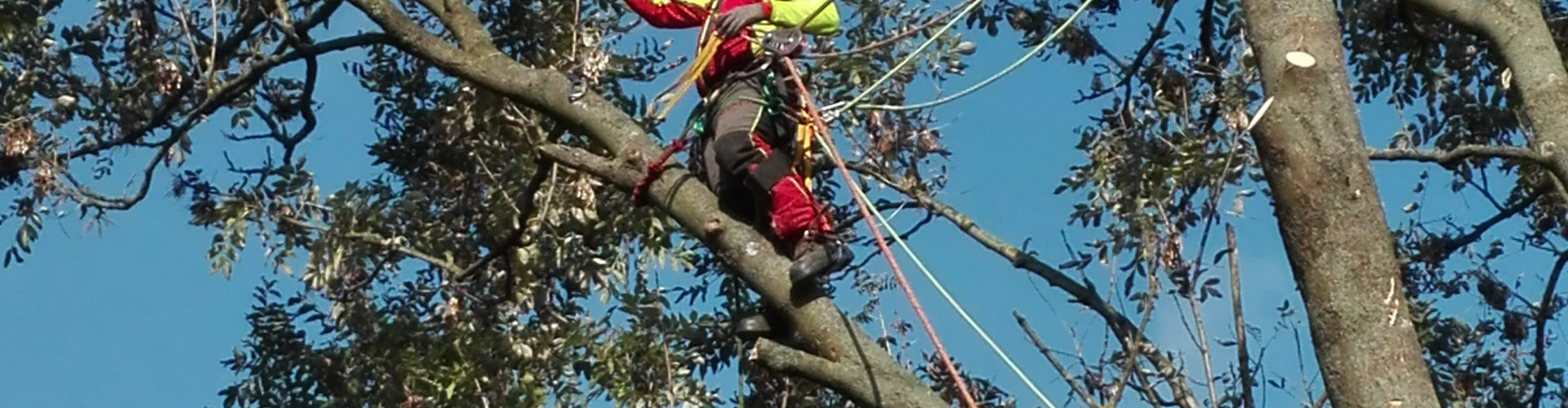 Kácení rizikových stromů
